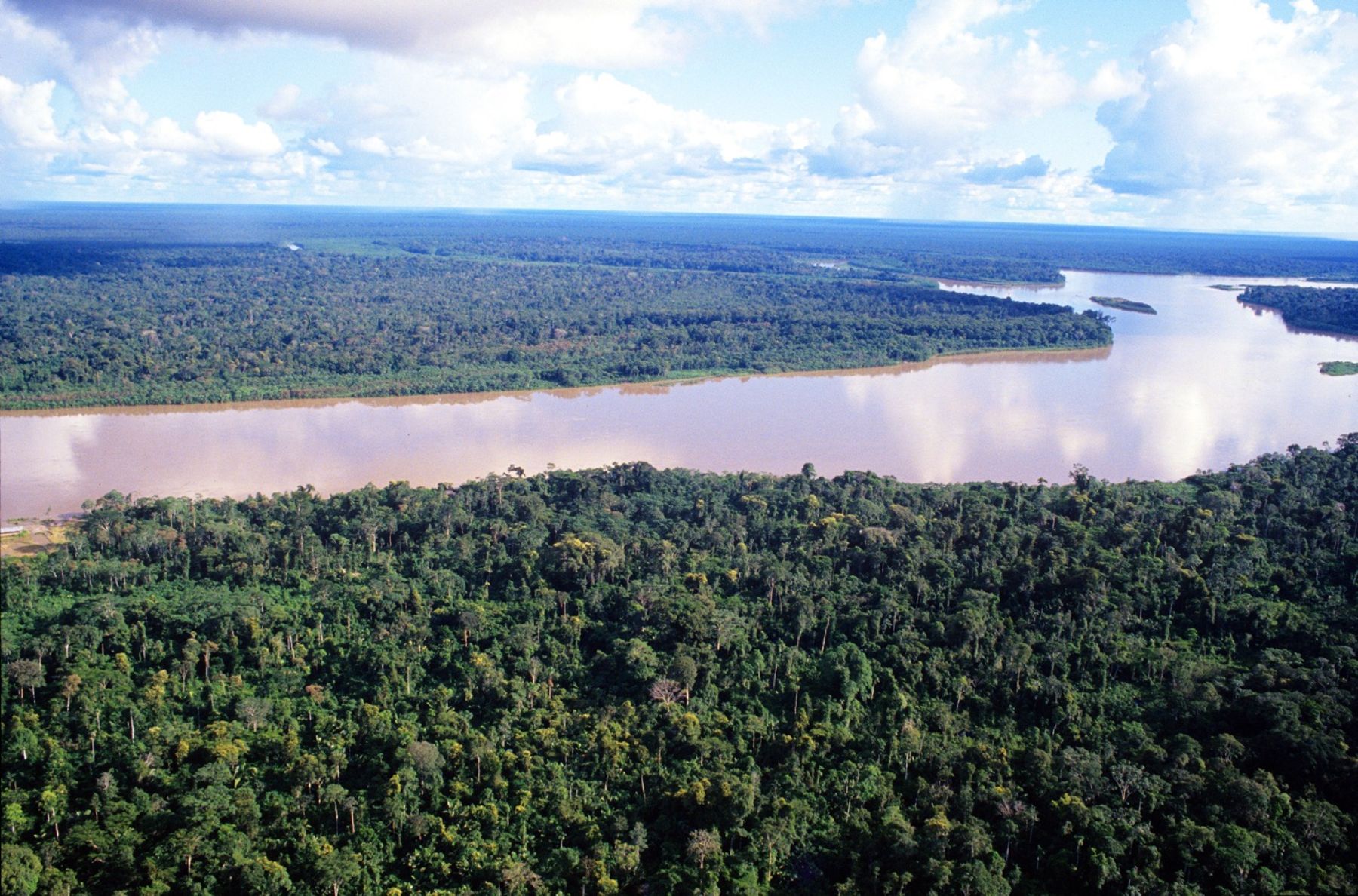 Revelan colusión sistémica en la gobernanza forestal peruana: ¿Quiénes son los responsables?