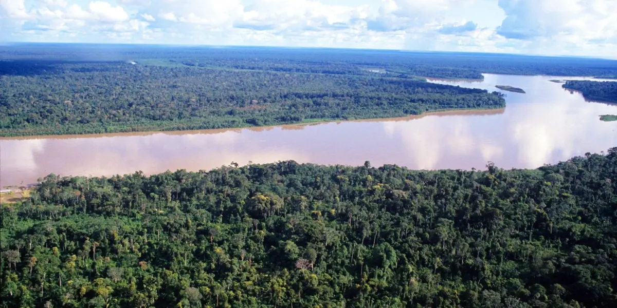 Revelan colusión sistémica en la gobernanza forestal peruana: ¿Quiénes son los responsables?